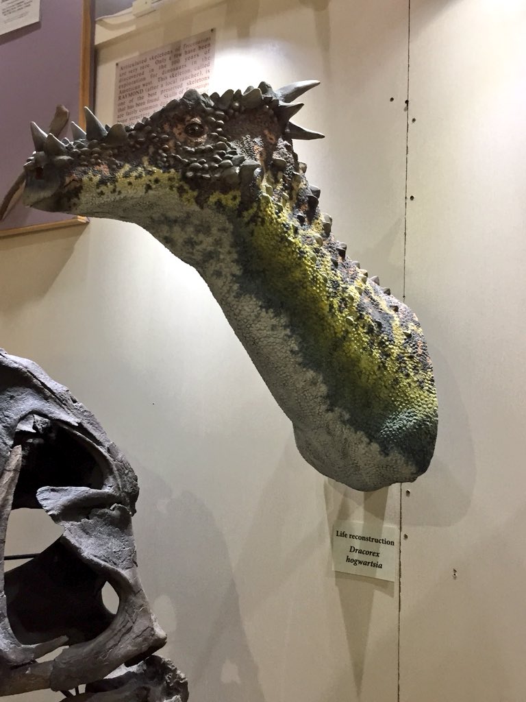 ドラコレックスの頭骨レプリカと頭部の復元模型