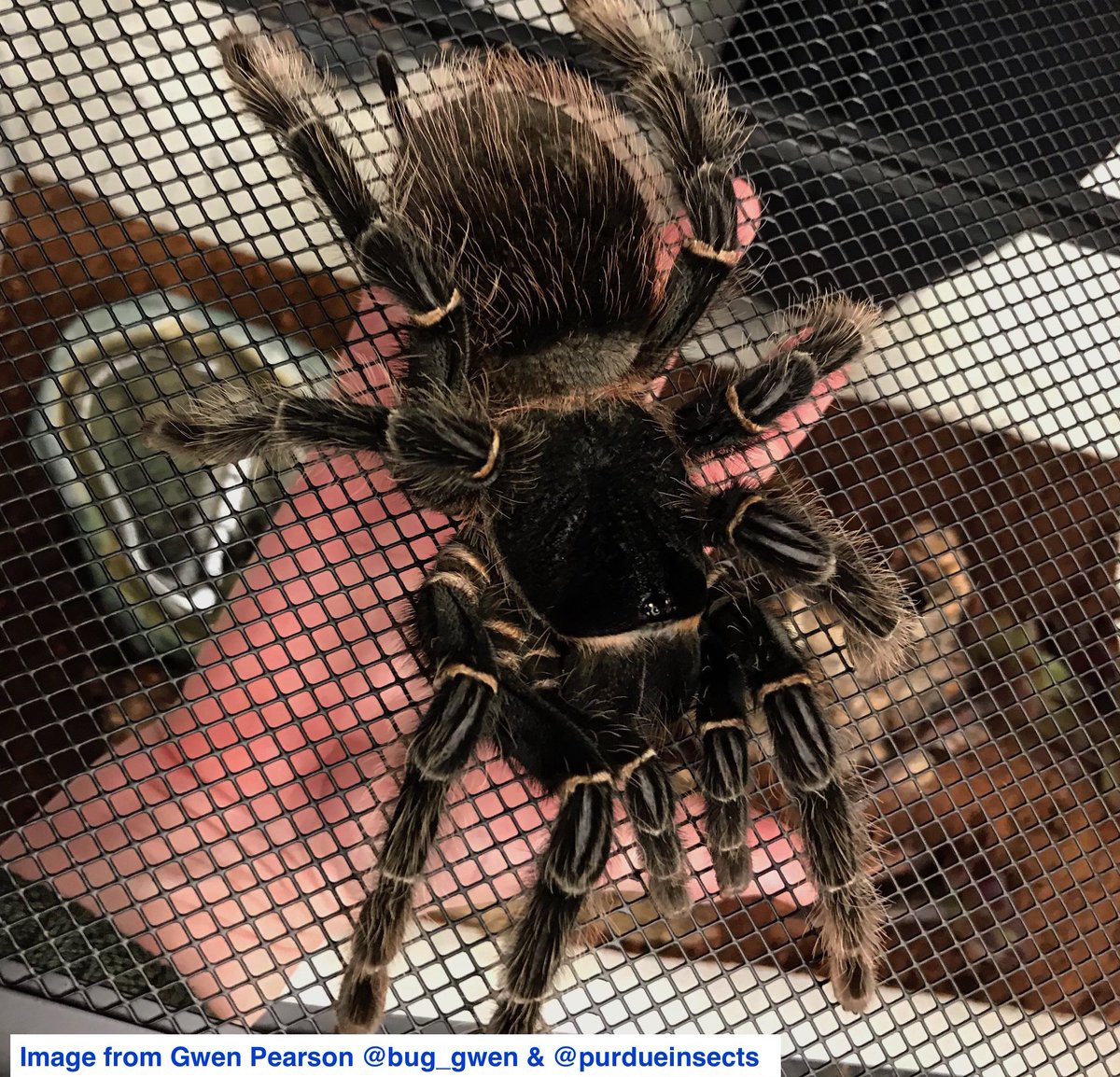 goliath bird eating tarantula on dinner plate