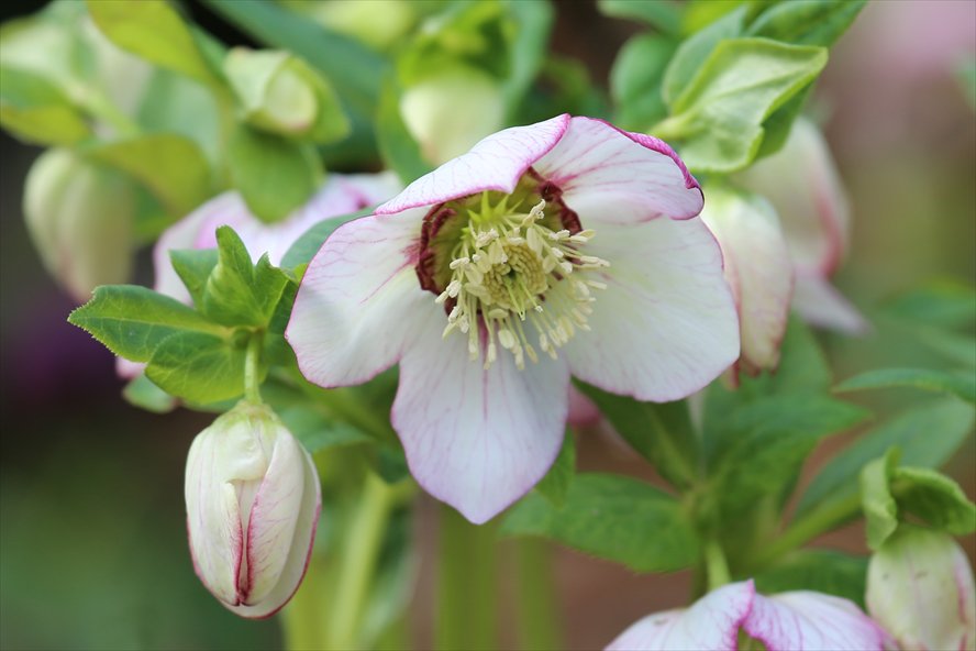 zepkit's tweet photo. Helleborus niger(Christmas rose)
クリスマスローズ https://t.co/KF8RHHJM90