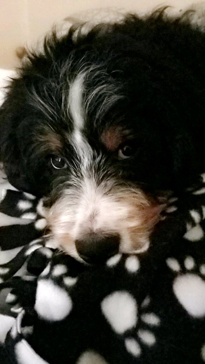 #PuppiesOn7 #dogsoftwitter