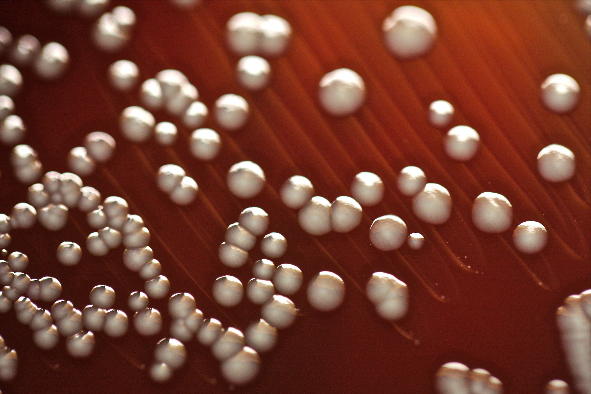 Tasha Sturm on Twitter: "Glistening colonies of Enterobacter aerogenes