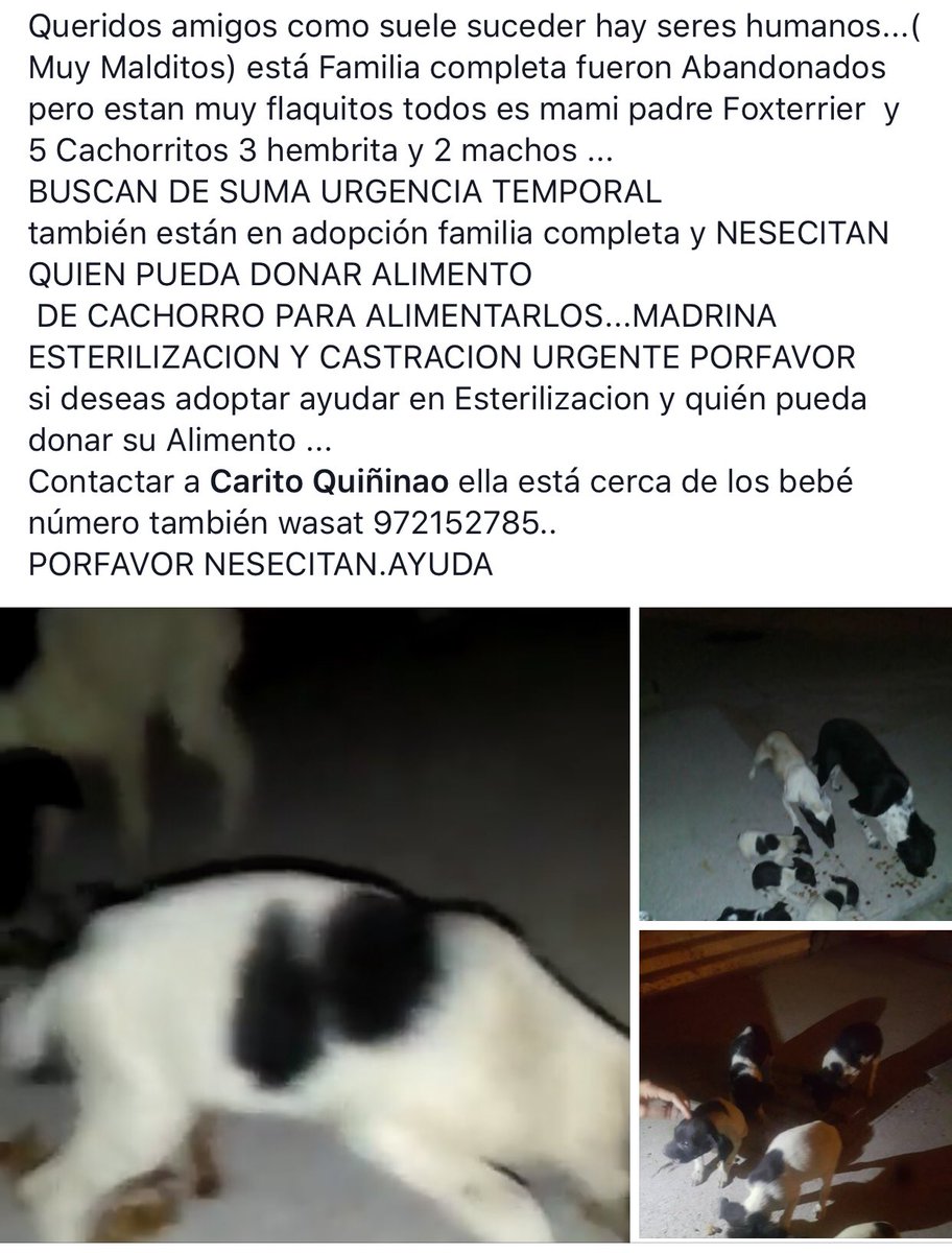 Familia de #TerrierChilenos abandonados a su suerte. Buscan familia. Más info al número de la publicación. facebook.com/lidia.reyes.39… <a href="/RedAdopta/">Red Adopta</a> <a href="/bartorell/">#SoyBartorell</a> <a href="/pewos/">ℙ𝕖𝕨𝕠𝕤 ℍ𝕚𝕡𝕤𝕥𝕖𝕣𝕤</a> <a href="/adogtamecl/">adogtame</a> <a href="/adogtamecl/">adogtame</a> <a href="/UaaChile/">UAA Chile</a> <a href="/SOS_Animales/">SOS Animales</a>
