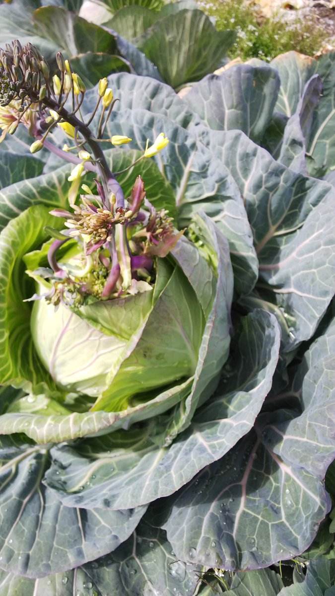 奥農場の あま い野菜ができるまで キャベツを収穫しないで放置すると こうやって花が咲きます