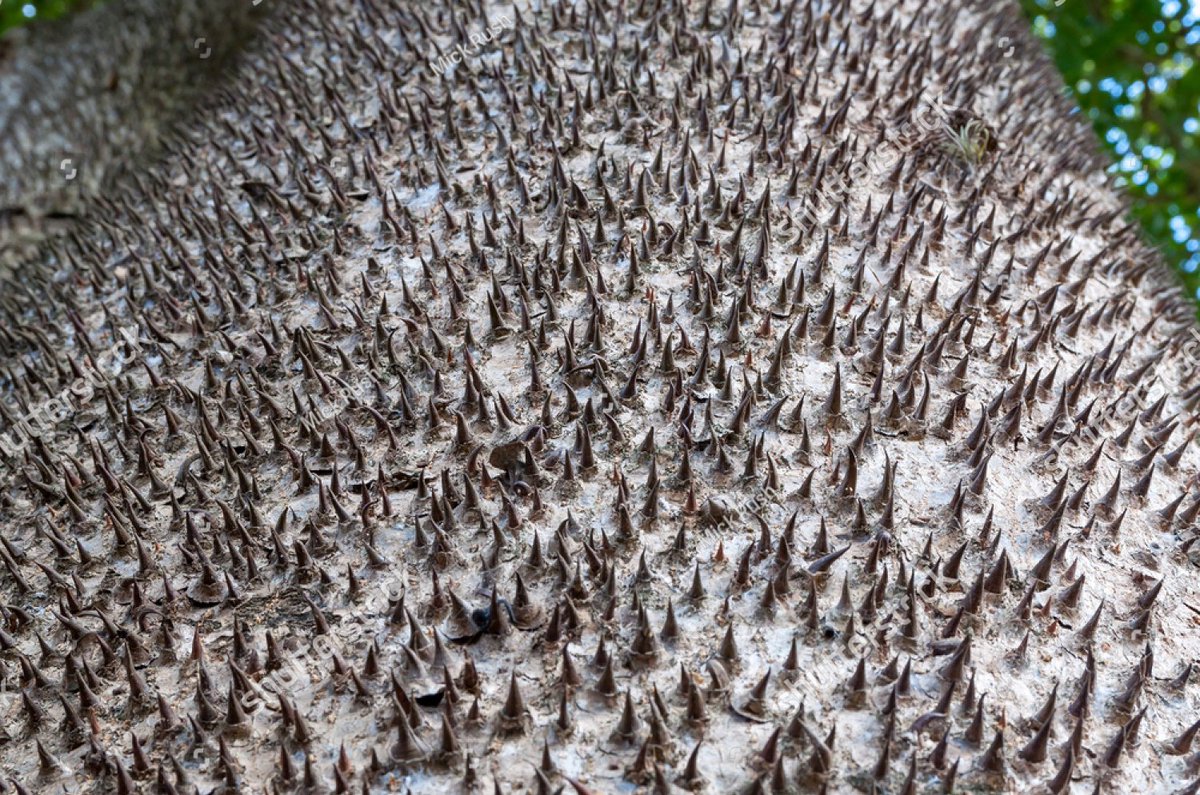 にかいどう 機械生物図鑑 Ar Twitter サンドボックスツリー 熱帯アメリカ原産のこの木 幹は過剰にトゲトゲなうえ 樹液や果実に毒もある 矢毒に使ったりするレベルらしい しかも果実は乾燥すると大きな音を立てて 爆発 手榴弾のように高速で四方八方へと