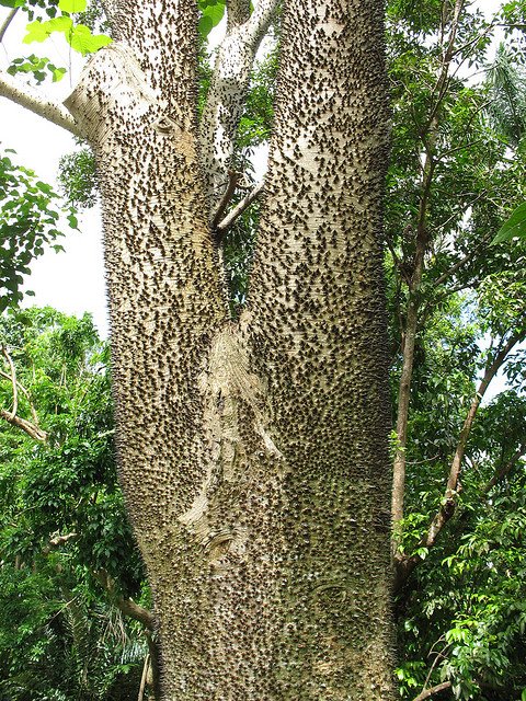 にかいどう 機械生物図鑑 Ar Twitter サンドボックスツリー 熱帯アメリカ原産のこの木 幹は過剰にトゲトゲなうえ 樹液や果実に毒もある 矢毒に使ったりするレベルらしい しかも果実は乾燥すると大きな音を立てて 爆発 手榴弾のように高速で四方八方へと