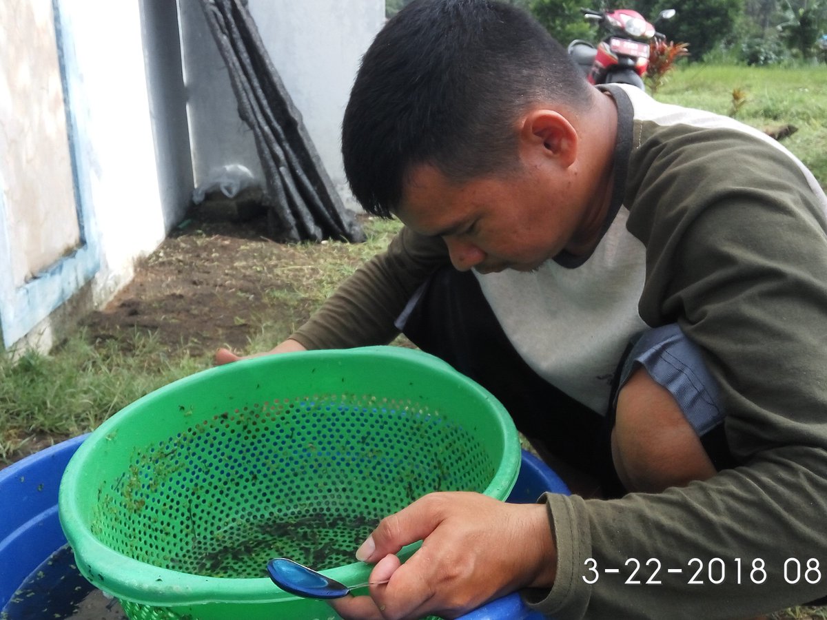 DJPB_TATELU's tweet photo. Program #Produksi_Benih (Kamis, 22/03/2018): #Tim #Perbenihan_Lele sedang melakukan #seleksi &amp; #gradding #benih #lele. Tujuannya utk menghindari #kanibalisme pd #benih. @susipudjiastuti @s_soebjakto @BudidayaKKP @Fernando_bbl @FrancisWowor1 @MikeTh65 https://t.co/JFcv5Zusqw