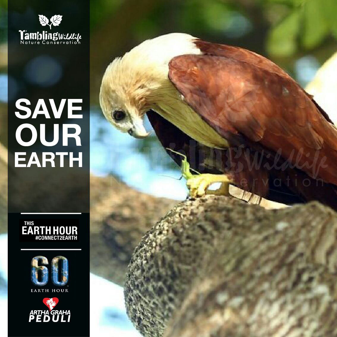 kentdixon07's tweet photo. #AGPEarthHour
#AGPeduli
#changeclimatechange
#connect2earth
#EarthHour
#AGPEarthHour2018 https://t.co/VQ7cLF0ch4 https://t.co/x33UPlEQII