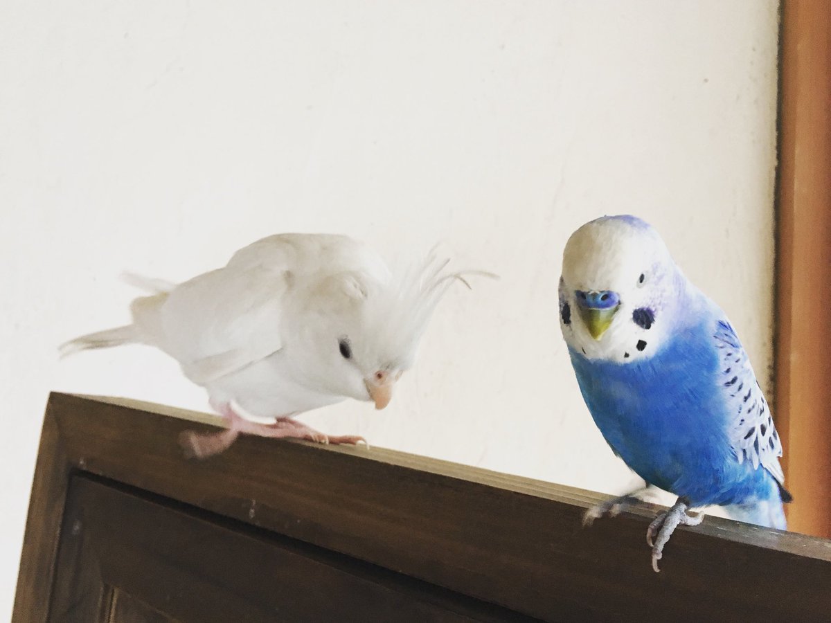 ダウンロード インコ 壁紙 かじる ただのhd壁紙