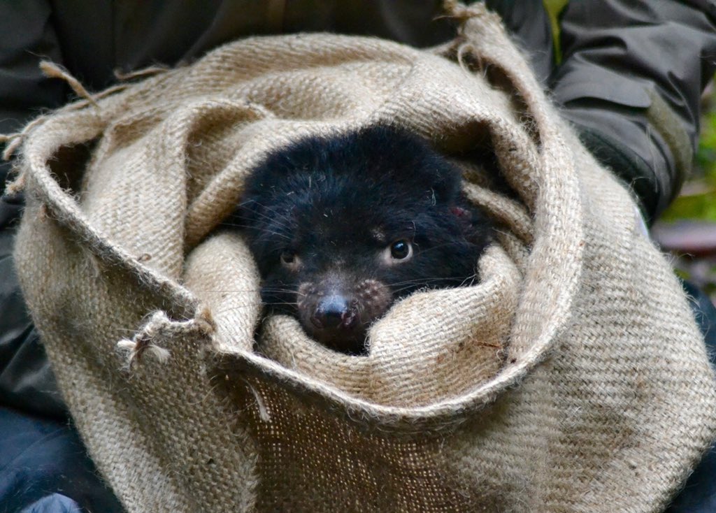 Come on a journey to remote Cradle Mountain and find out what it’s like to study the wild Tasmanian devil... Grab the latest Tasmania 40 Degrees South or visit graceheathcote.wordpress.com. Photos courtesy of Tammy Shadbolt. #tasmania #tassiewildlife #tasmaniandevil