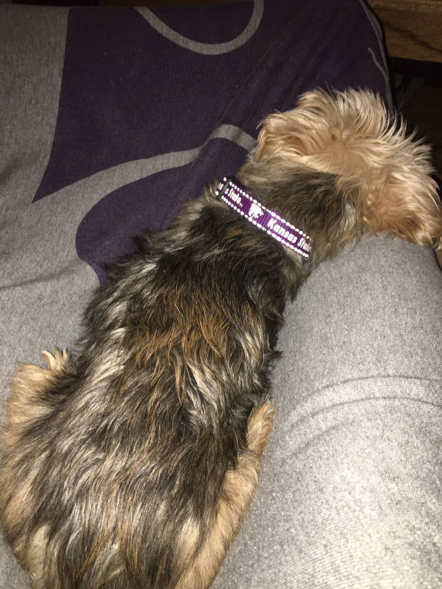 spearlorijo's tweet photo. K-State #doggie ... K-State #blanket ... K-State #basement ... K-State #family ... resting up for a battle against UC Davis! 💪🏼🏀💜@KStateWBB https://t.co/y5GUFHy8pN