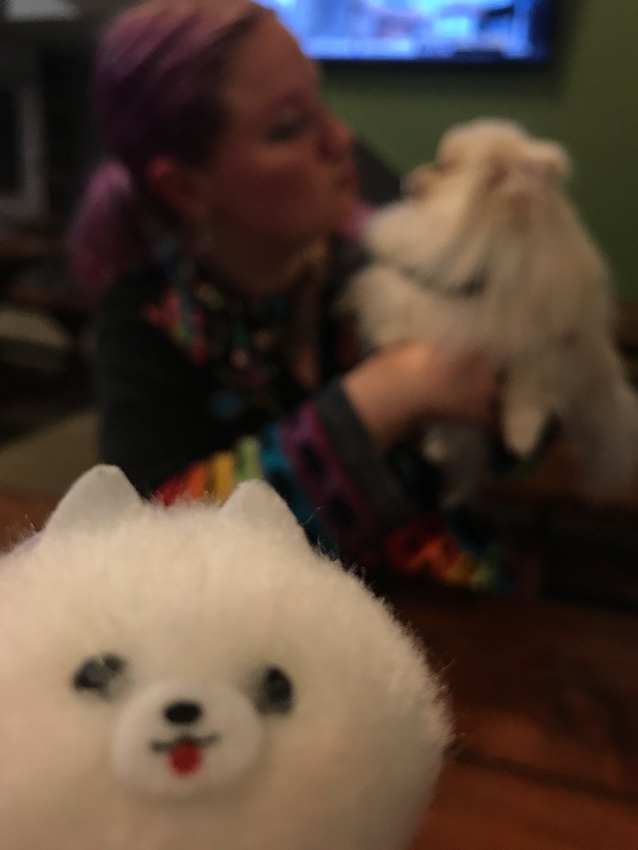 CherryFluffbutt's tweet photo. #minimarshmallow + real Marshmallow + real @KatieClarkArts  #happyBirthday #dogsoftwitter https://t.co/9pGnopsvB7