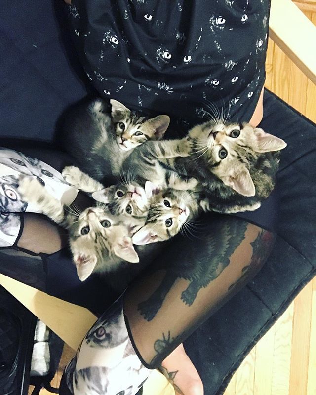 kittenxlady's tweet photo. Kitten Lady fashion tip: if your cat print top and your cat print leggings just aren’t expressing your interests loudly enough, try accessorizing with five kittens. People should get the hint. #subtle #verysubtle https://t.co/zQK6C72HP4 https://t.co/GYRYkwiHou