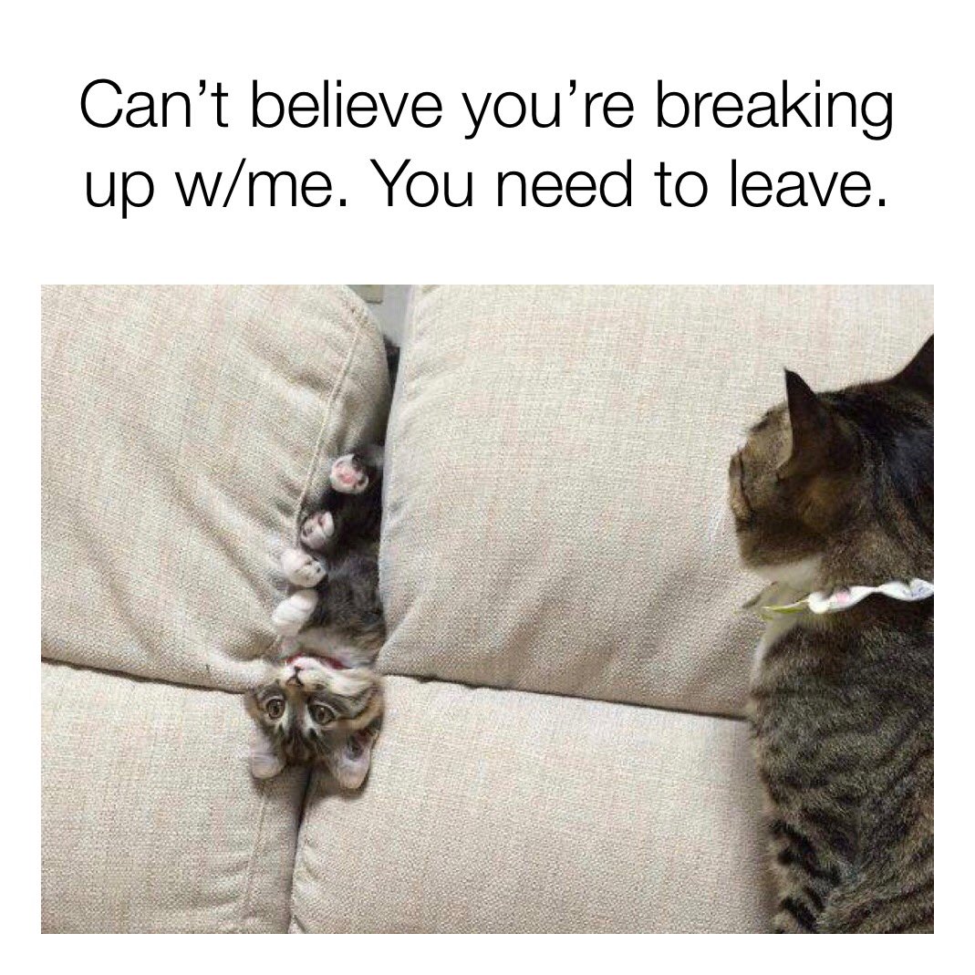 Neighbor’s cat gets dumped by longtime lover. #rejectedgoldengirlsplots