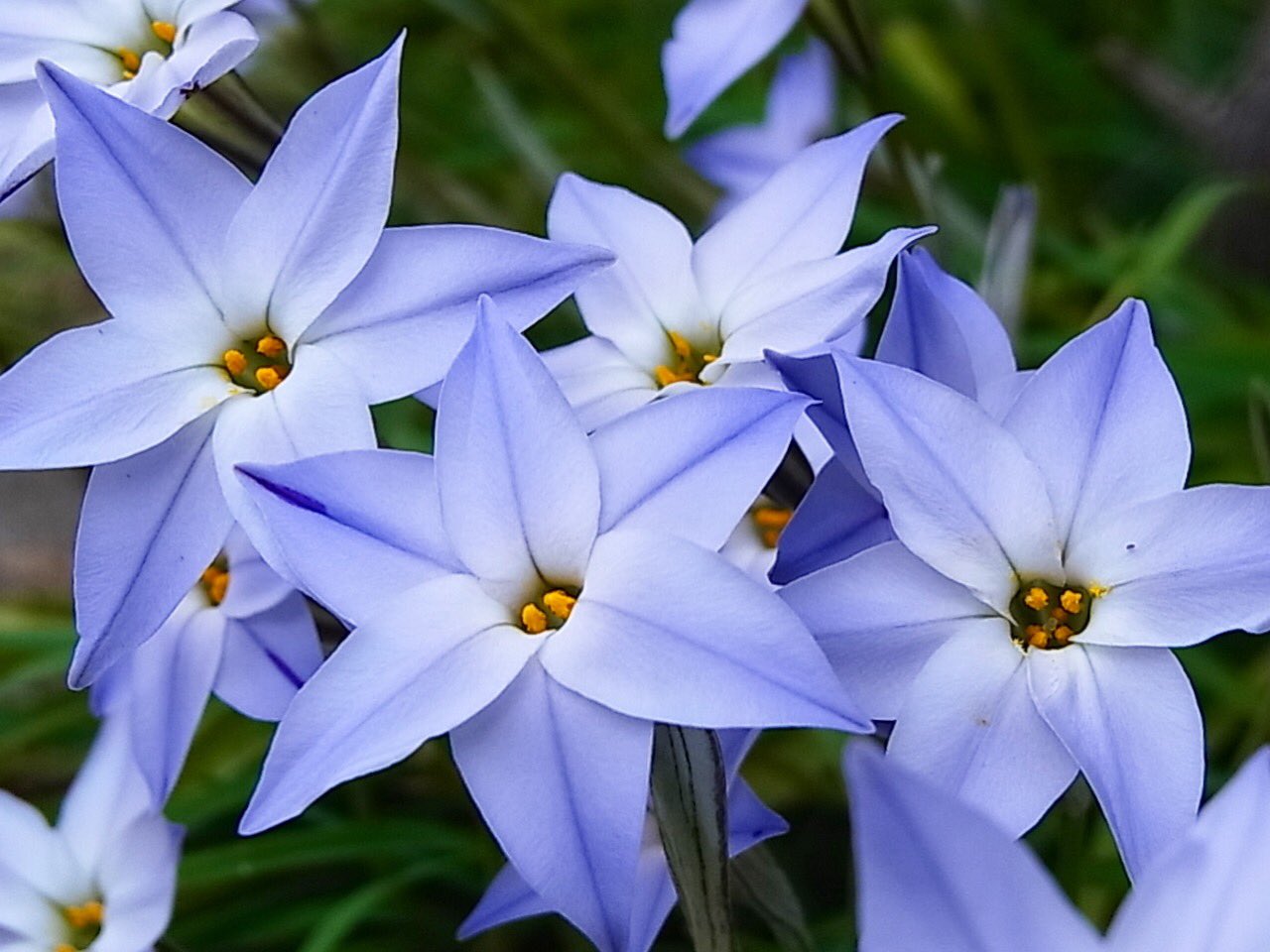 わたこ ハナニラ 花韮 増えすぎと言われても かわいく揺れる星形の花が 好きです 花言葉は 悲しい別れ 耐える愛 3 26の誕生花です Flowers はなまっぷ ハナニラ 花韮 Uniflora Blue Star 増えすぎ 誕生花 花言葉 Photography