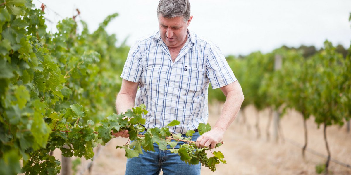 Want to know how vintage 2018 is fairing? Click on the link below to find out. ow.ly/UwHb30j5Djg