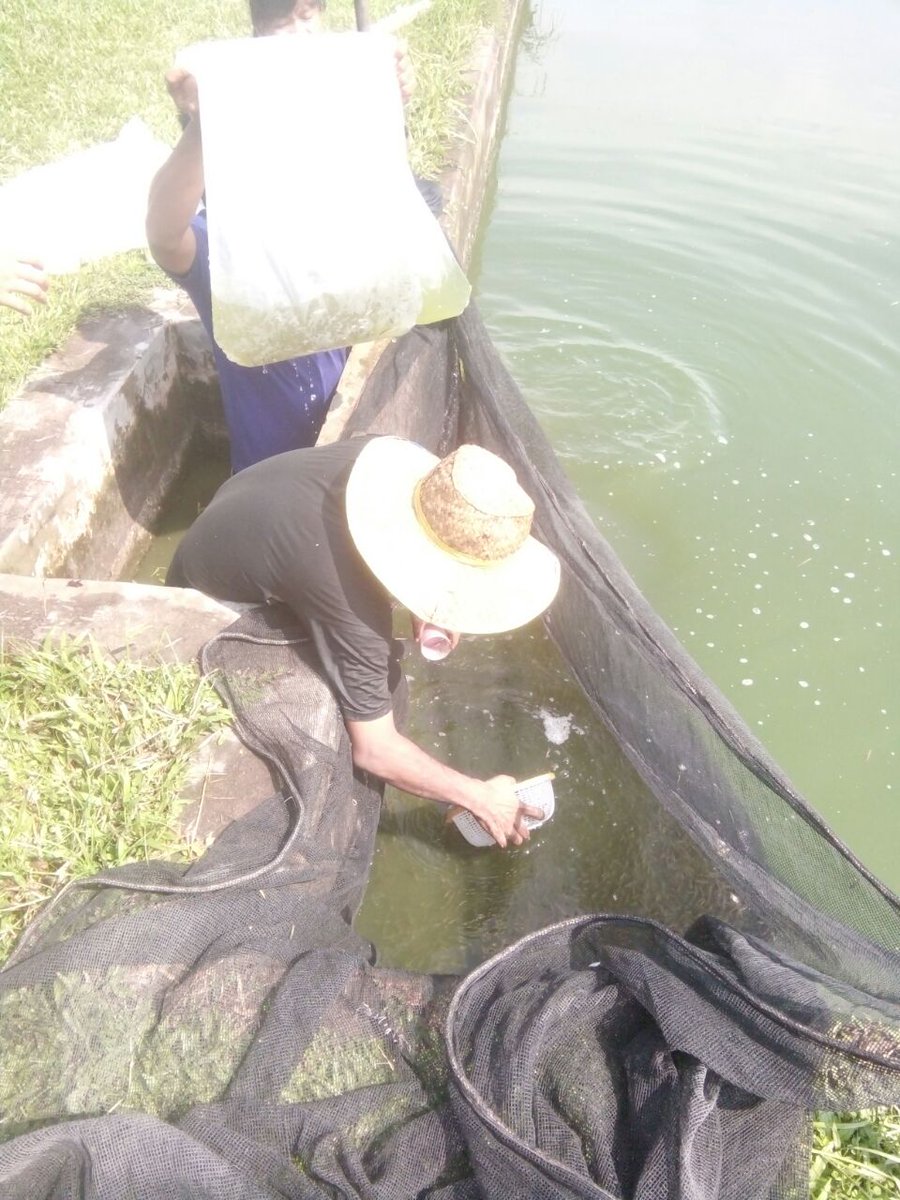 DJPB_SEIGELAM's tweet photo. Panen. Benih ikan Jelawat atau Kelemak insyaAllah dapat Banyak Amiiin ayo Semangat.#BPBAT _sungai_gelam_bisa. @kkpgoid @susipudjiastuti @BudidayaKKP @s_soebjakto @mithajambi https://t.co/T60yWnNe9O
