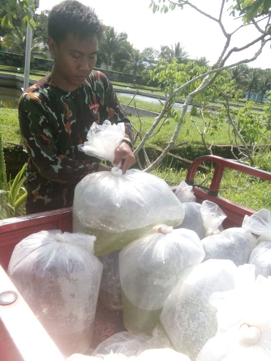 DJPB_SEIGELAM's tweet photo. Panen. Benih ikan Jelawat atau Kelemak insyaAllah dapat Banyak Amiiin ayo Semangat.#BPBAT _sungai_gelam_bisa. @kkpgoid @susipudjiastuti @BudidayaKKP @s_soebjakto @mithajambi https://t.co/T60yWnNe9O