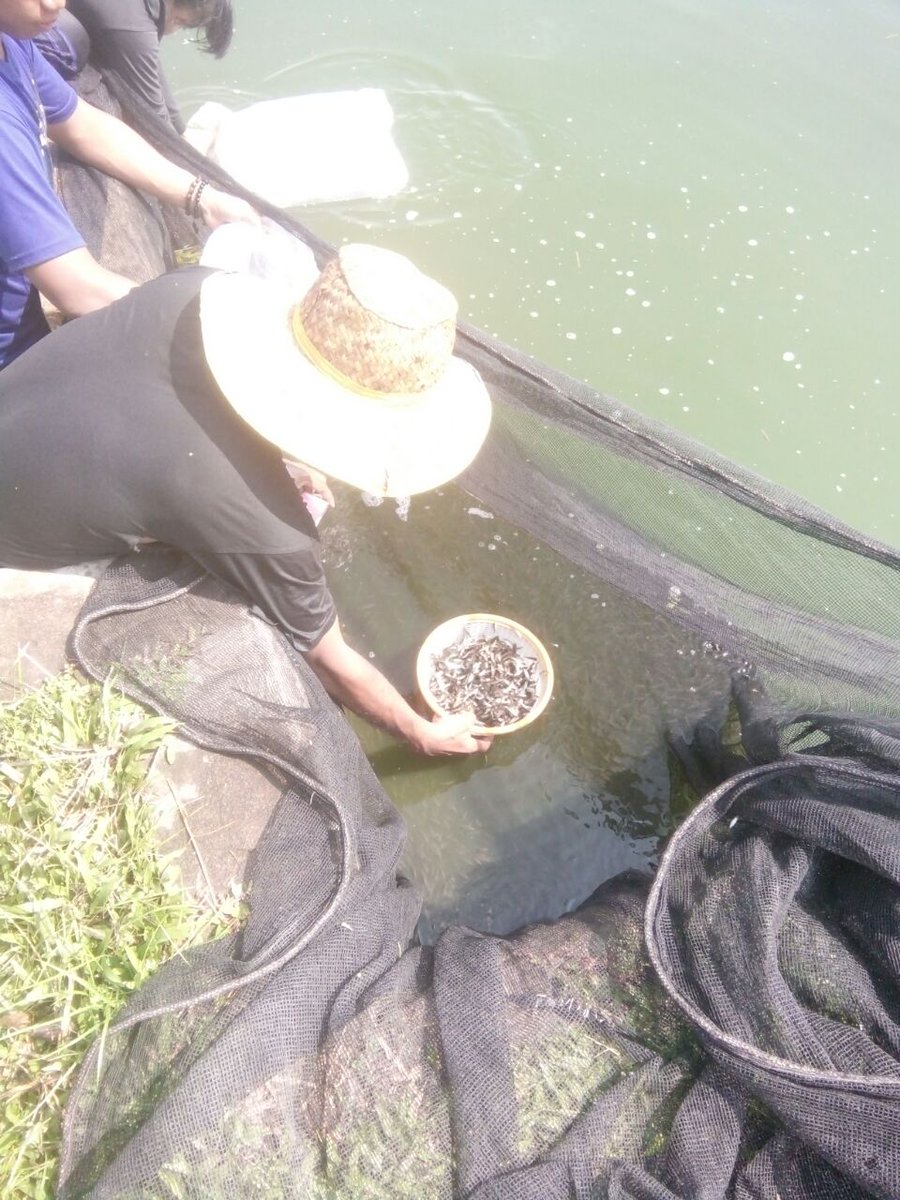 DJPB_SEIGELAM's tweet photo. Panen. Benih ikan Jelawat atau Kelemak insyaAllah dapat Banyak Amiiin ayo Semangat.#BPBAT _sungai_gelam_bisa. @kkpgoid @susipudjiastuti @BudidayaKKP @s_soebjakto @mithajambi https://t.co/T60yWnNe9O