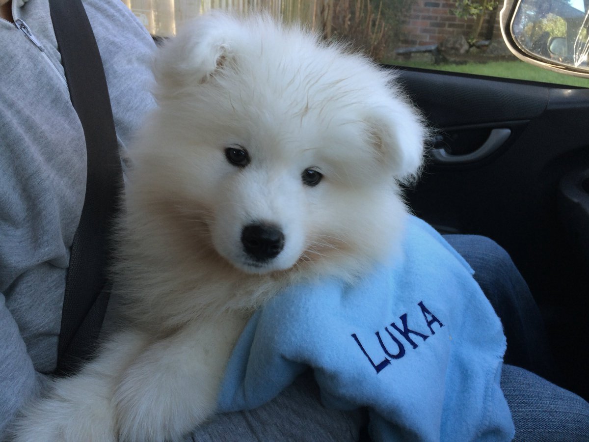 daboytids's tweet photo. my puppy @tellforyou https://t.co/sw6J5Kos0s