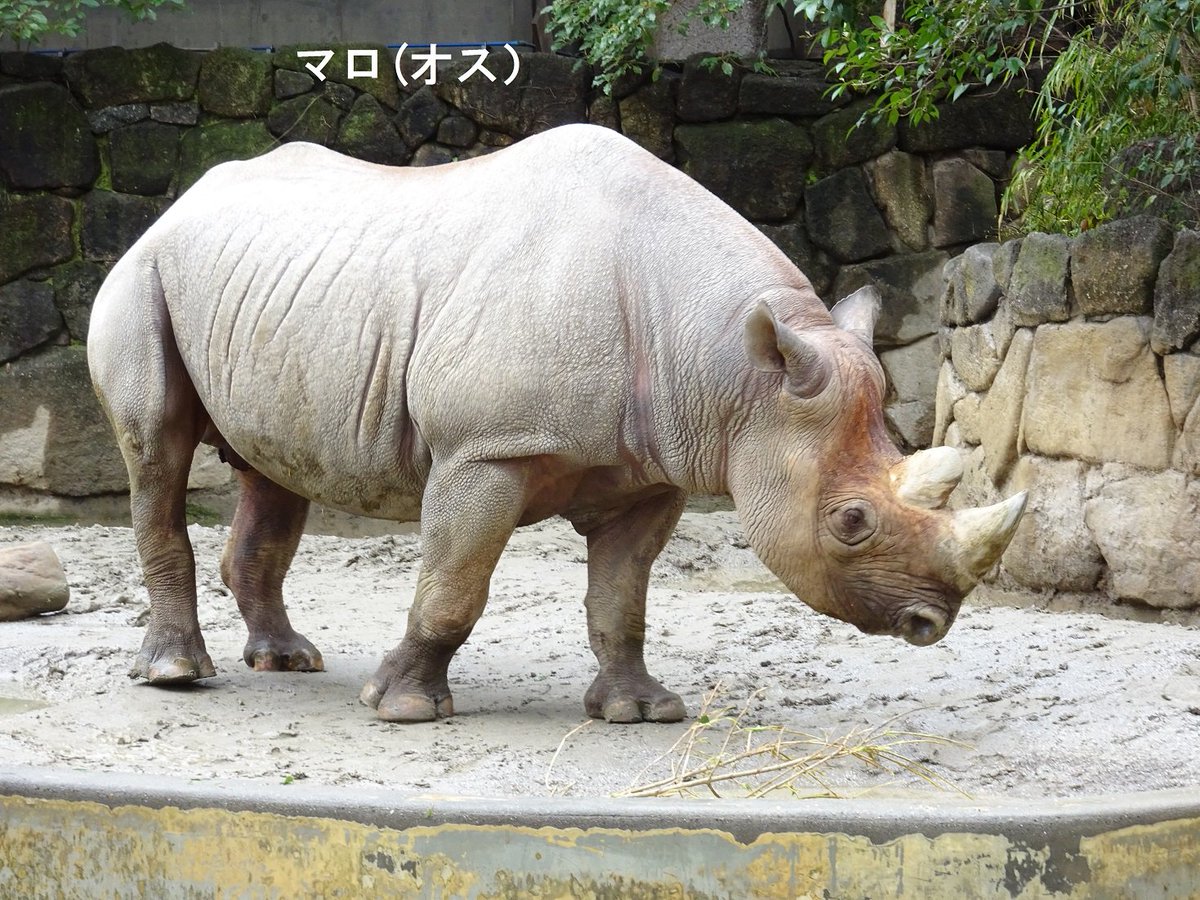 上野動物園 公式 地球上最後のキタシロサイのオス スーダンが死亡しました 現存5種のサイの仲間には 密猟などによりきわめて数を減らしているものがいます 上野動物園では クロサイを飼育し 繁殖に取り組むとともに 研究 教育を行っています