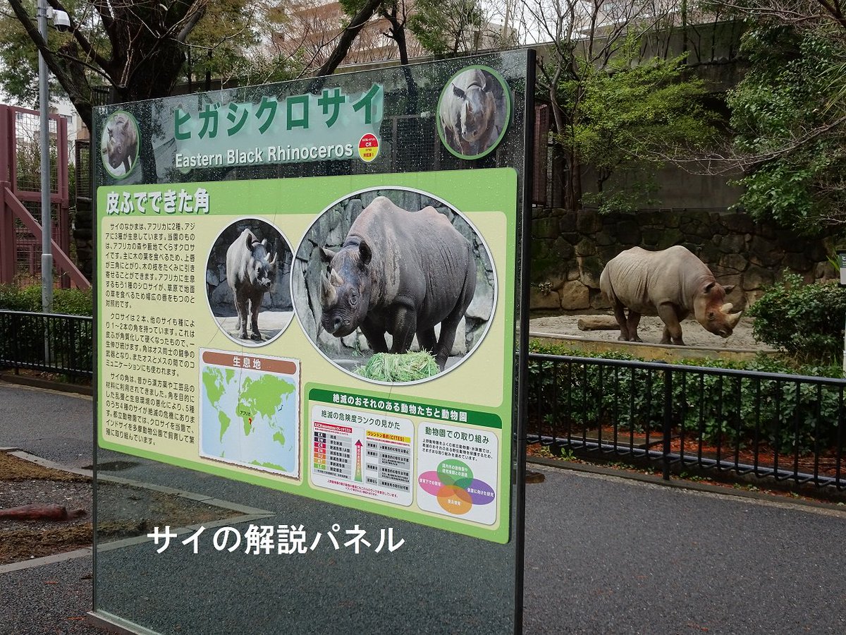 上野動物園 公式 地球上最後のキタシロサイのオス スーダンが死亡しました 現存5種のサイの仲間には 密猟などによりきわめて数を減らしているものがいます 上野動物園では クロサイを飼育し 繁殖に取り組むとともに 研究 教育を行っています