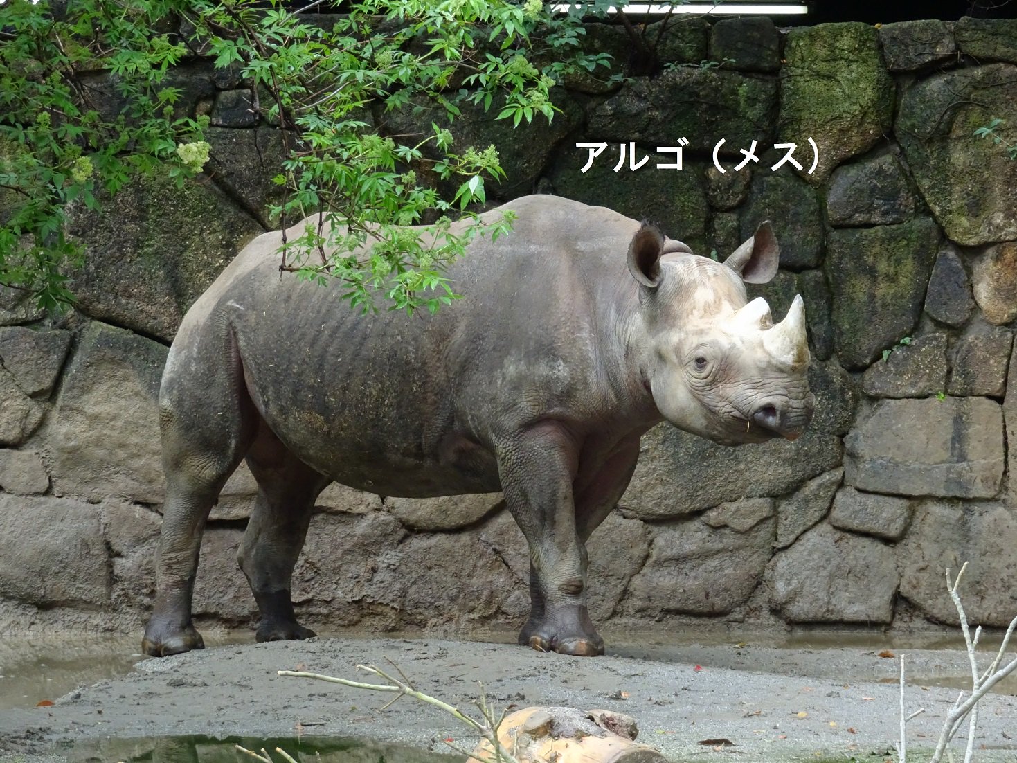 上野動物園 公式 地球上最後のキタシロサイのオス スーダンが死亡しました 現存5種のサイの仲間には 密猟などによりきわめて数を減らしているものがいます 上野動物園では クロサイを飼育し 繁殖に取り組むとともに 研究 教育を行っています