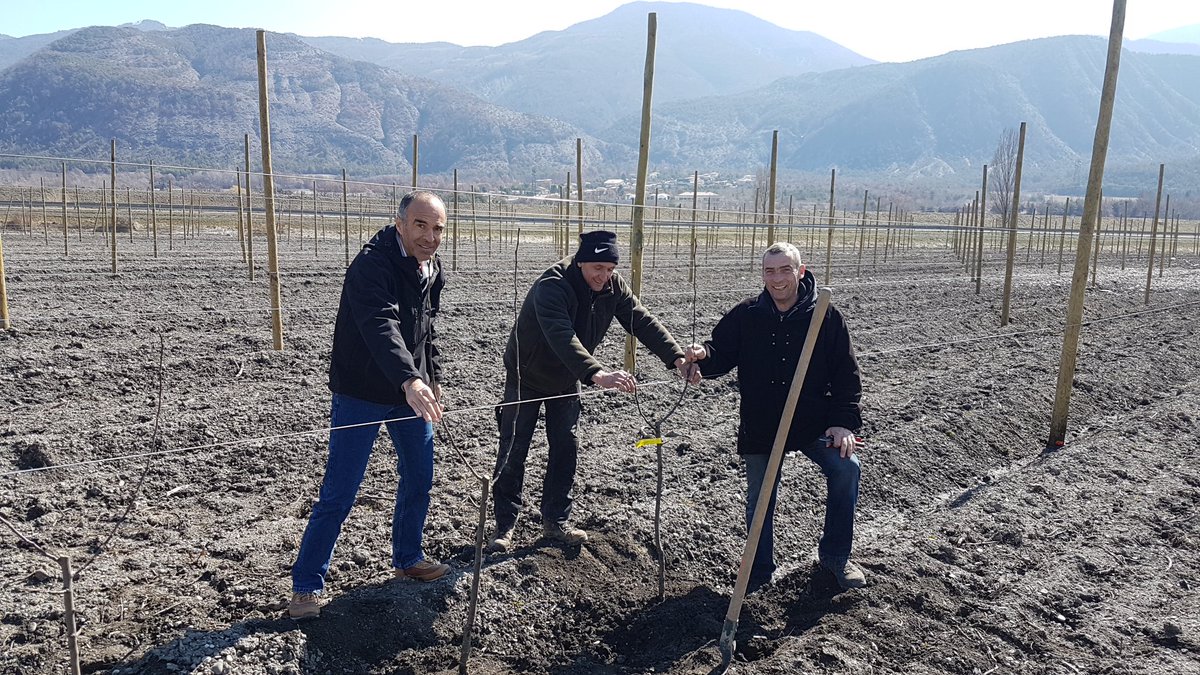 AloGrard's tweet photo. 1er plant de la poire Celina (cov) planté dans les Alpes. Et on mouille la chemise 😅 #QTee#Superalp https://t.co/mZusdhjyAA