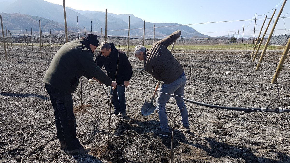 AloGrard's tweet photo. 1er plant de la poire Celina (cov) planté dans les Alpes. Et on mouille la chemise 😅 #QTee#Superalp https://t.co/mZusdhjyAA