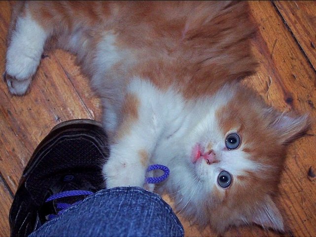 hortonsbooks's tweet image. #throwbackTh : Baby Dante! Look at his mini mustache. #bookstorecat