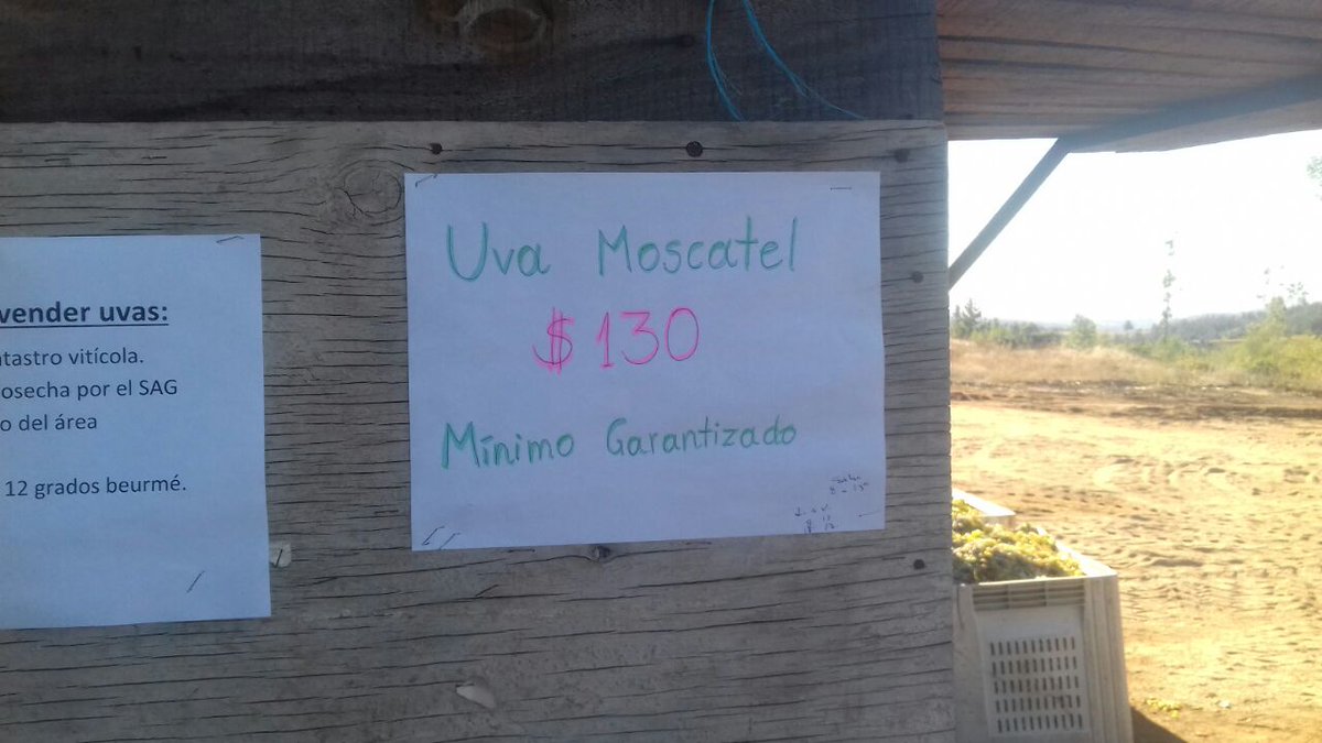 CoaliciónNacionalViñateros informa precios para compra uva moscatel en Biobio/Itata #cosecha2018 ·a $130 x Kg. Sabemos costos para pequeños productores no bajan de 180 x kg. ¿Quién va a quebrar? Las viñas grandes x dolar en 600? esto necesita atención Gobierno @sebastianpinera