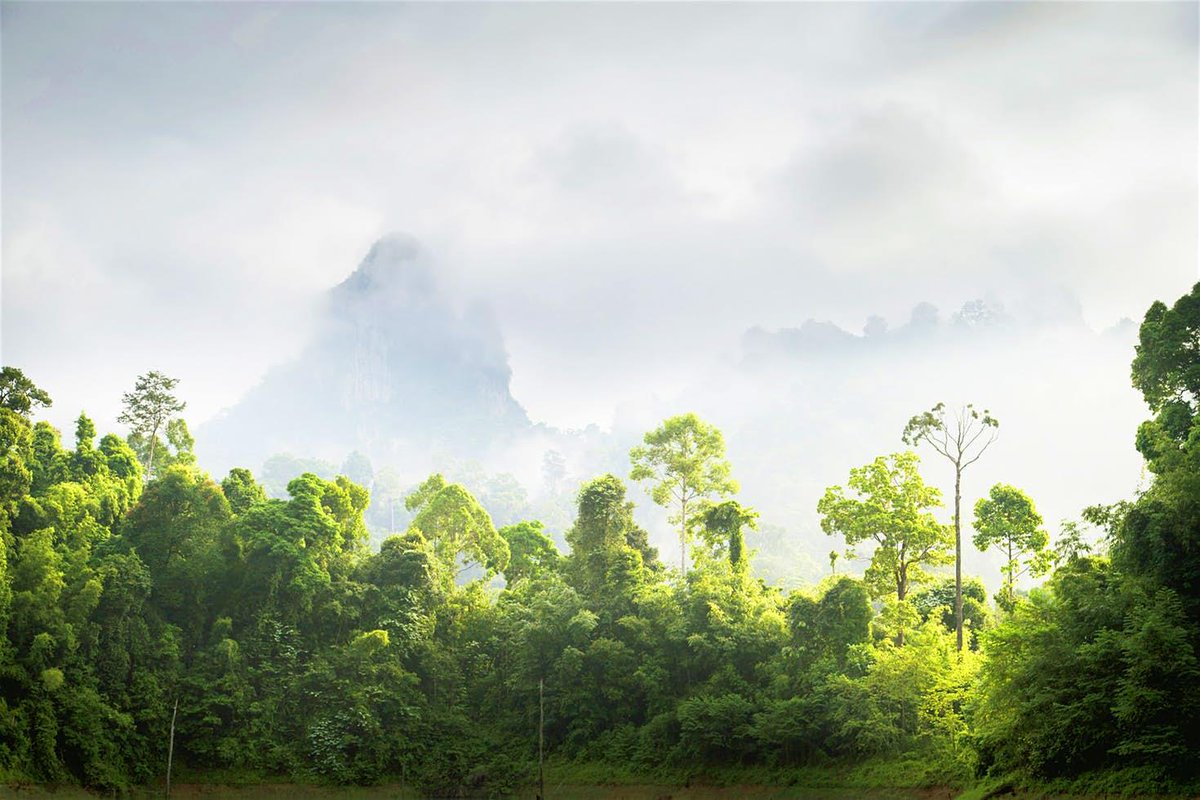 lonelyplanet's tweet image. Wild Thailand: exploring Khao Sok National Park lptravel.to/1ZK2z6 by @dorawhit
