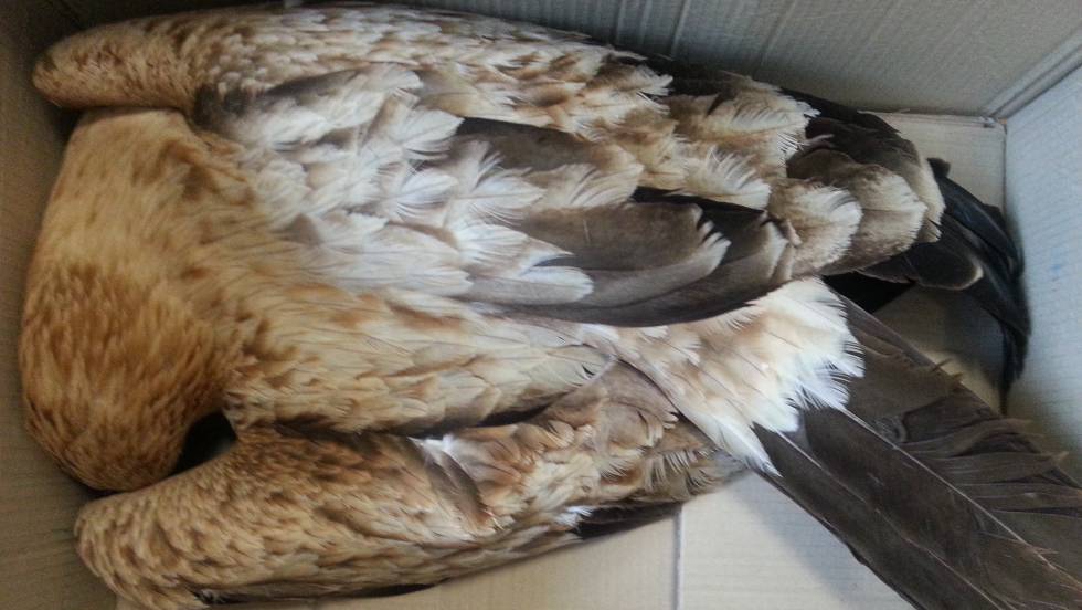rafa_barri's tweet photo. Ojalá abra una nueva era! #birds #birdelectrocution #ecology
https://t.co/2jC0pNqRTZ https://t.co/jm2cX7iYm7