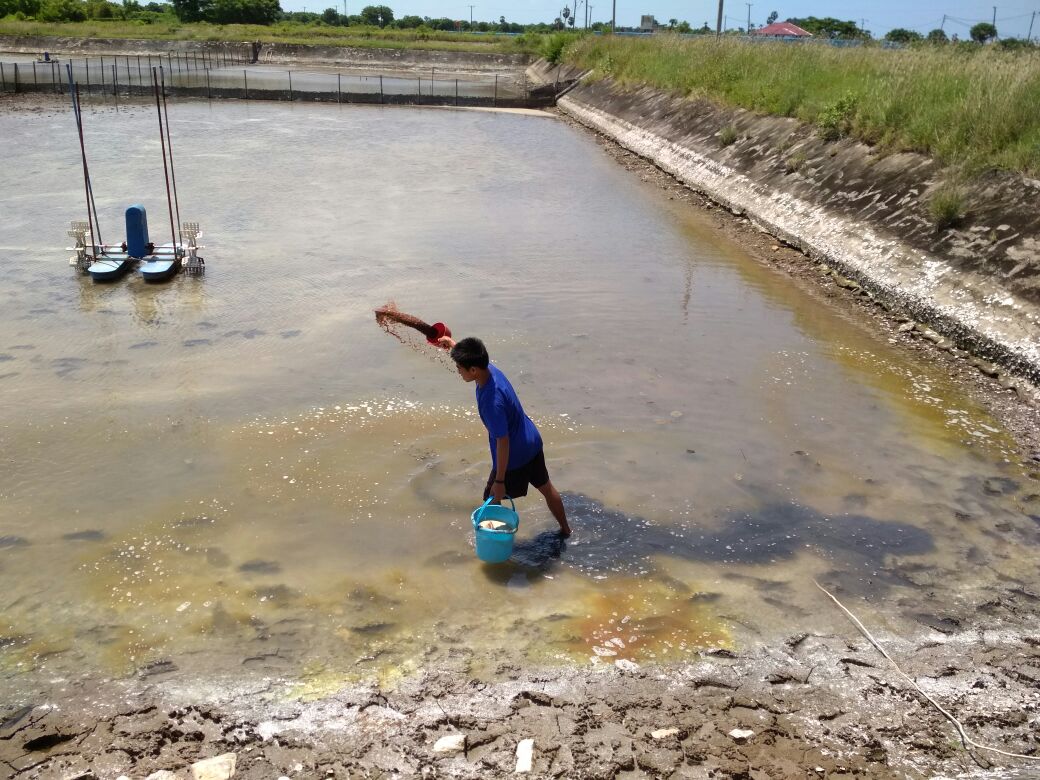 bppsdm_brpbappp's tweet photo. Takalar_Pemberantasan Hama di ITP Takalar dengan menggunakan Saponin yang ditebar Ke Tambak
#RisetdanSDMKP 
@brsdm_kp https://t.co/hsnTjaFgLk