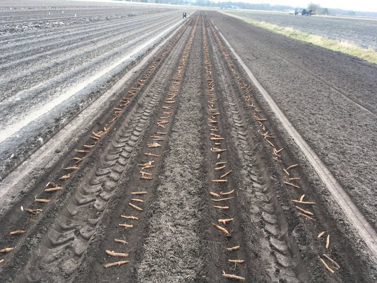 dion1995's tweet photo. De laatste pioenen worden geplant en de eerste pioenen komen boven! https://t.co/VQjEZ8UHeW