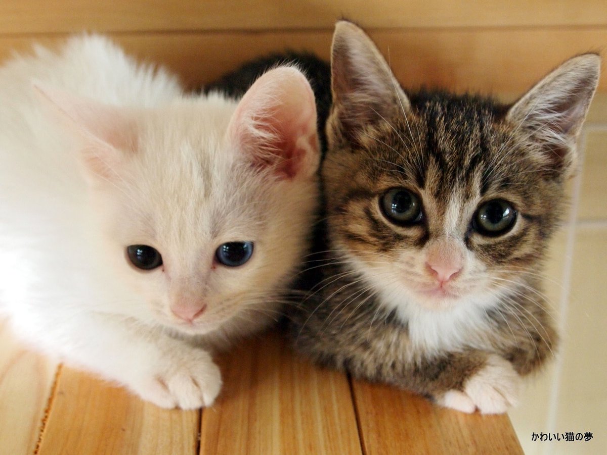 水薦刈る Pa Twitter にひきの子猫はいつも仲良し かわいい双子のこねこはいつもなかよし 仲良し 子猫 かわいい 猫 夢