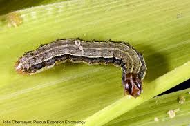 aatfafrica's tweet photo. Fall armyworm resembles both armyworm and corn earworm, but has a white inverted "Y" mark on the front of the dark head. #FAW #FightFAW

@farmingfirst @AfricanFarming @APF_Kenya @FarmRadioMw @CABI_Plantwise @CABI_News @CropLifeIntl @WEMAPartnership @OfabAfrica @FAOKnowledge https://t.co/3ZQIcFxK88
