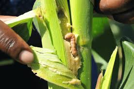 aatfafrica's tweet photo. Fall armyworm resembles both armyworm and corn earworm, but has a white inverted "Y" mark on the front of the dark head. #FAW #FightFAW

@farmingfirst @AfricanFarming @APF_Kenya @FarmRadioMw @CABI_Plantwise @CABI_News @CropLifeIntl @WEMAPartnership @OfabAfrica @FAOKnowledge https://t.co/3ZQIcFxK88