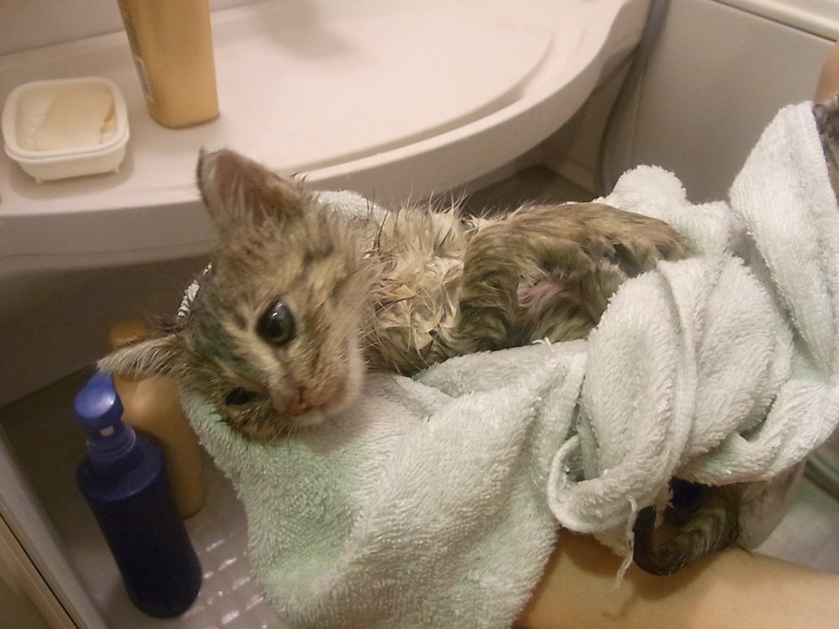 猫を飼う気などなかった人と出会った猫の記録が可愛すぎてもう 最高のオチだ Togetter