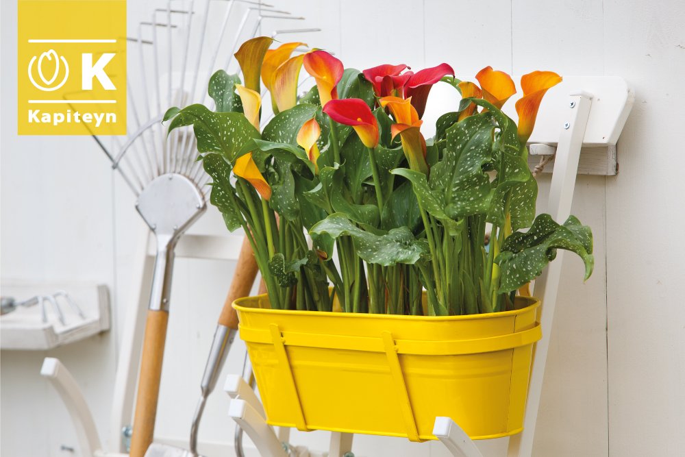 Save the date: from the 14th till the 19th of April, Kapiteyn will be exhibiting at the California Spring Trials 2018 (Grolink location in Oxnard). #CAST2018