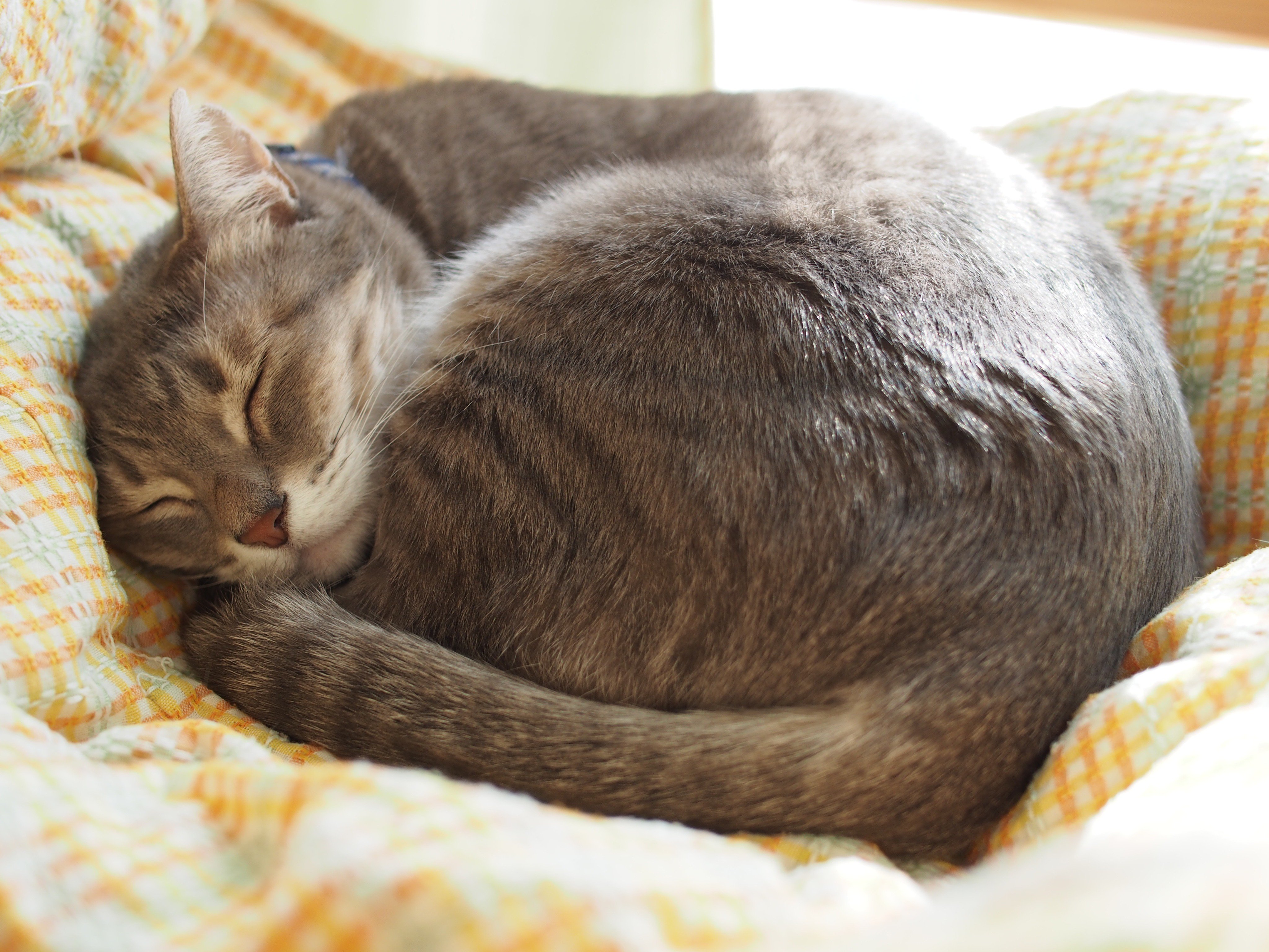 Natsume Yoshinori ねこはなはなし 1 サイコミ 夏目 義徳 T Co Jw4l8bj4cc Amazonjpさんから 別に猫を飼う気のなかった猫アレルギーの人が拾った猫 と暮らすようになる話です 獣医さんからの猫を飼う際のアドバイスコラムも載ってます Twitter