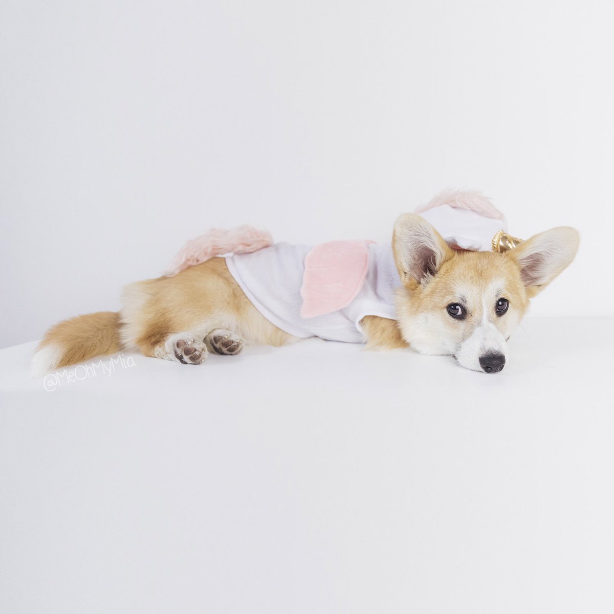 meohmymia's tweet photo. Always be yourself unless you can be a unicorn ๐ฆ then always be a unicorn! ๐
๐พ
๐พ
๐พ
#MeOhMyMia #MiaTheCorgi #melbourne #australia #corgi #corgipuppy #unicorn #unicorg #unicorncostume https://t.co/6CqSKcX5R1