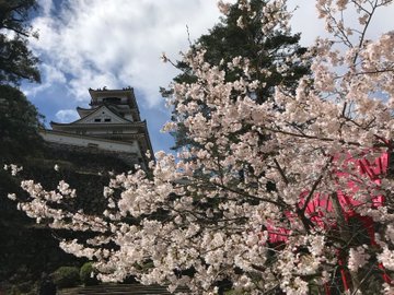 年高知城の桜の開花状況と見頃情報は ライトアップお花見スポットについても Suguri Journal
