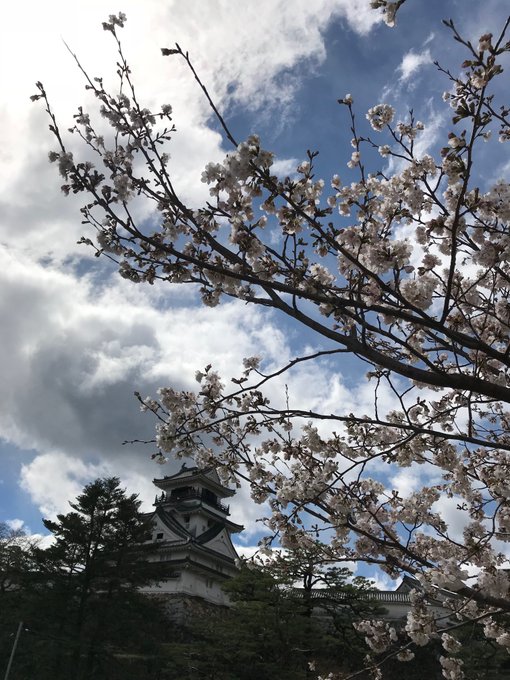 年高知城の桜の開花状況と見頃情報は ライトアップお花見スポットについても Suguri Journal