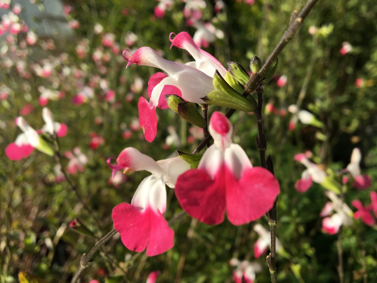 HawkesmillNurs's tweet photo. Thank you to #GrahamAndrews for the coverage of our #Salvia 'Pink Lips' today!!!! Why not pucker up and enjoy the kiss of summer? Available to buy from all good #gardencentres from June..
https://t.co/oesOHoiC9b https://t.co/vtK1wm4Xj3