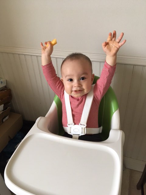 dkw725's tweet photo. Hands up if it's your first birthday today. @Cailean_Mac @janetalker_jan @EdythLauw Hard to believe it is already 12 months. He is a belter. https://t.co/6hF8oXADlY