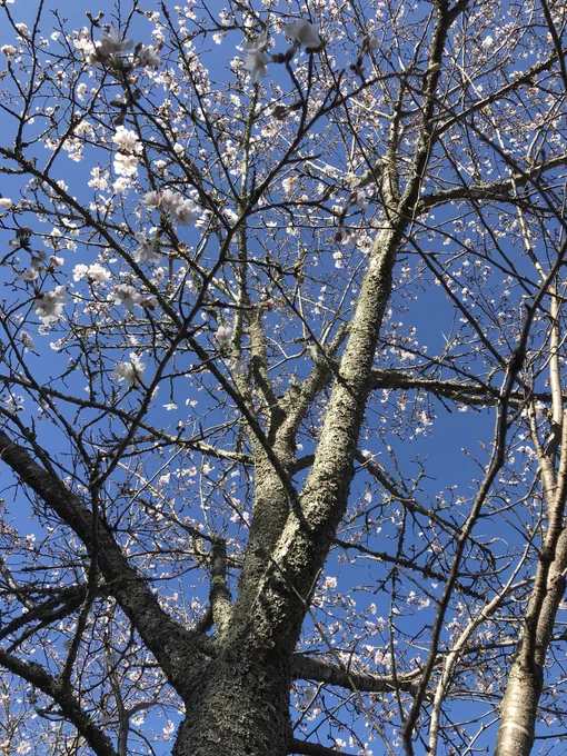 お花見〜 