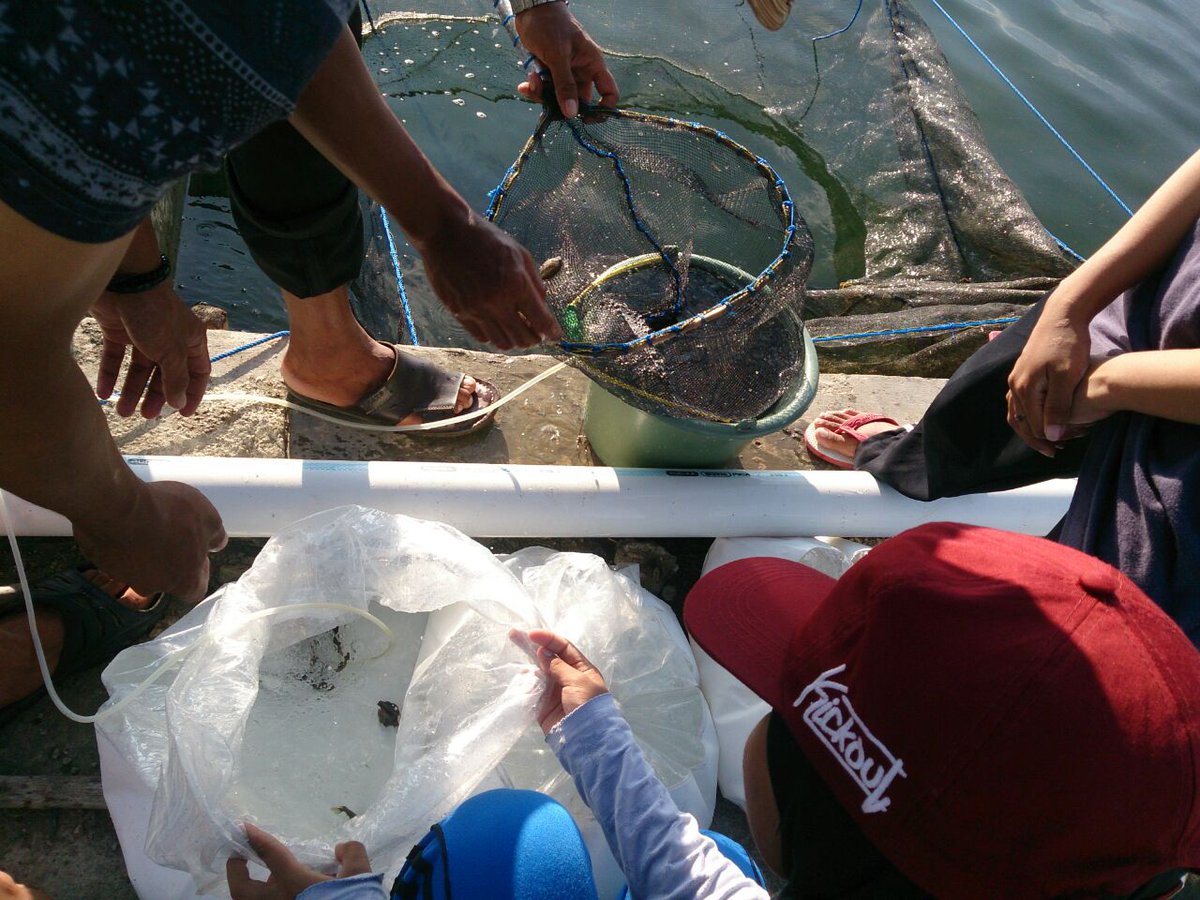 bpmkp_maros's tweet photo. Barru_Proses Pengambilan Juvenil di Instalasi pembenihan Udang dan Kepiting Kab.Barru

#RisetdanSDMKP 
@brsdm_kp https://t.co/cNPKWs6SrK