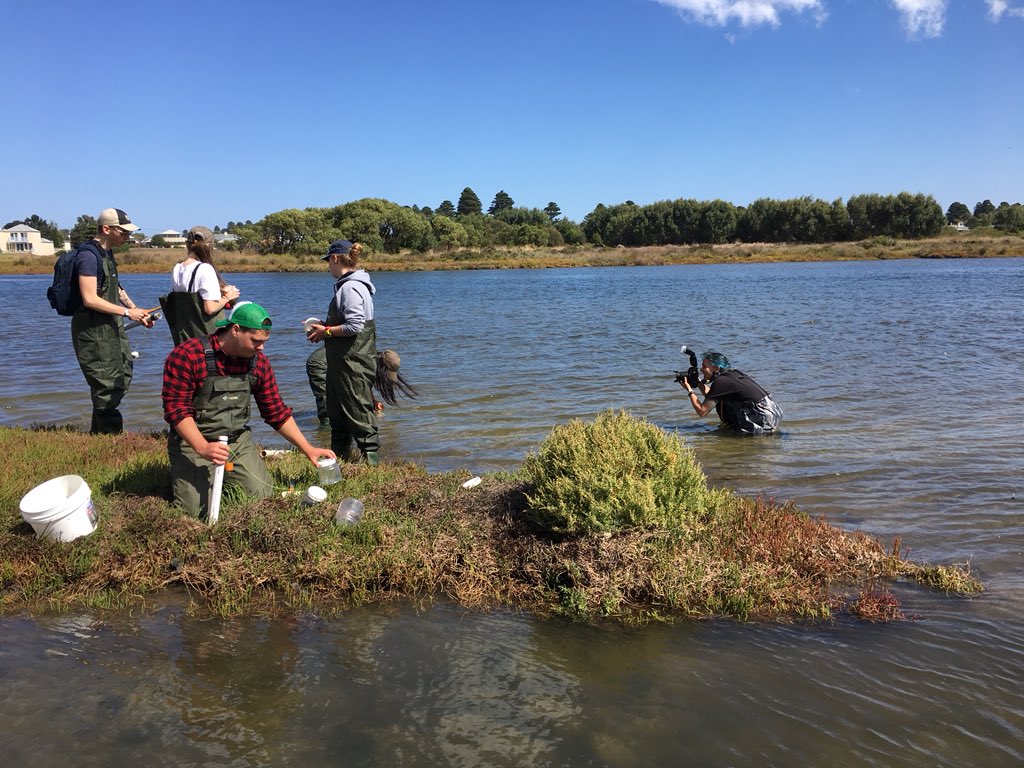 Dr Alecia Bellgrove (@deakinseaweed) on Twitter photo Love working w/ <a href="/dphoto9/">Donna Squire</a>. Always happy to don waders to get the right shot of <a href="/Deakin/">Deakin University</a> #MarineBiology students in action. Taking cores to measure #bluecarbon deposits and learn about #biosequestration. <a href="/DeakinSEBE/">Deakin SEBE</a> #marinebotany #fieldtrip #deakinenviro Love working w/ <a href="/dphoto9/">Donna Squire</a>. Always happy to don waders to get the right shot of <a href="/Deakin/">Deakin University</a> #MarineBiology students in action. Taking cores to measure #bluecarbon deposits and learn about #biosequestration. <a href="/DeakinSEBE/">Deakin SEBE</a> #marinebotany #fieldtrip #deakinenviro