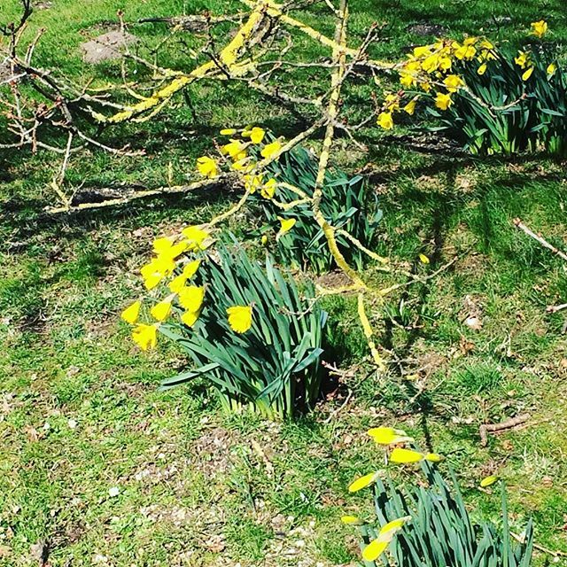 julia_gillick's tweet photo. Springing into action. #thankfulthursday #wellbeing #wilderness #walk #norfolk #pilgrimage #walsingham #equinox #firstdayofspring #navigatingtransitions https://t.co/GwomYlUBLF https://t.co/xzdkc7Z6tM