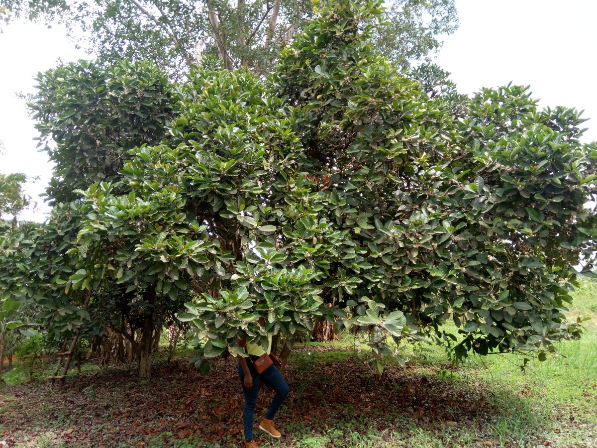 HappiCup's tweet photo. Did you know that this wild coffee tree, locally known as Kisansa can produce up to 300kg of red ripe cherries during it's major season? https://t.co/RdSWGuEkAd
